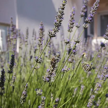 Dijana Appartamento Punat