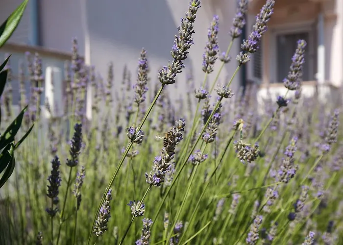 Dijana 아파트 푸나트